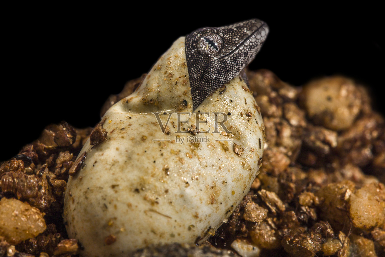 北刺尾壁虎(幼)，在树枝上，室内近距离拍摄，黑色背景照片摄影图片