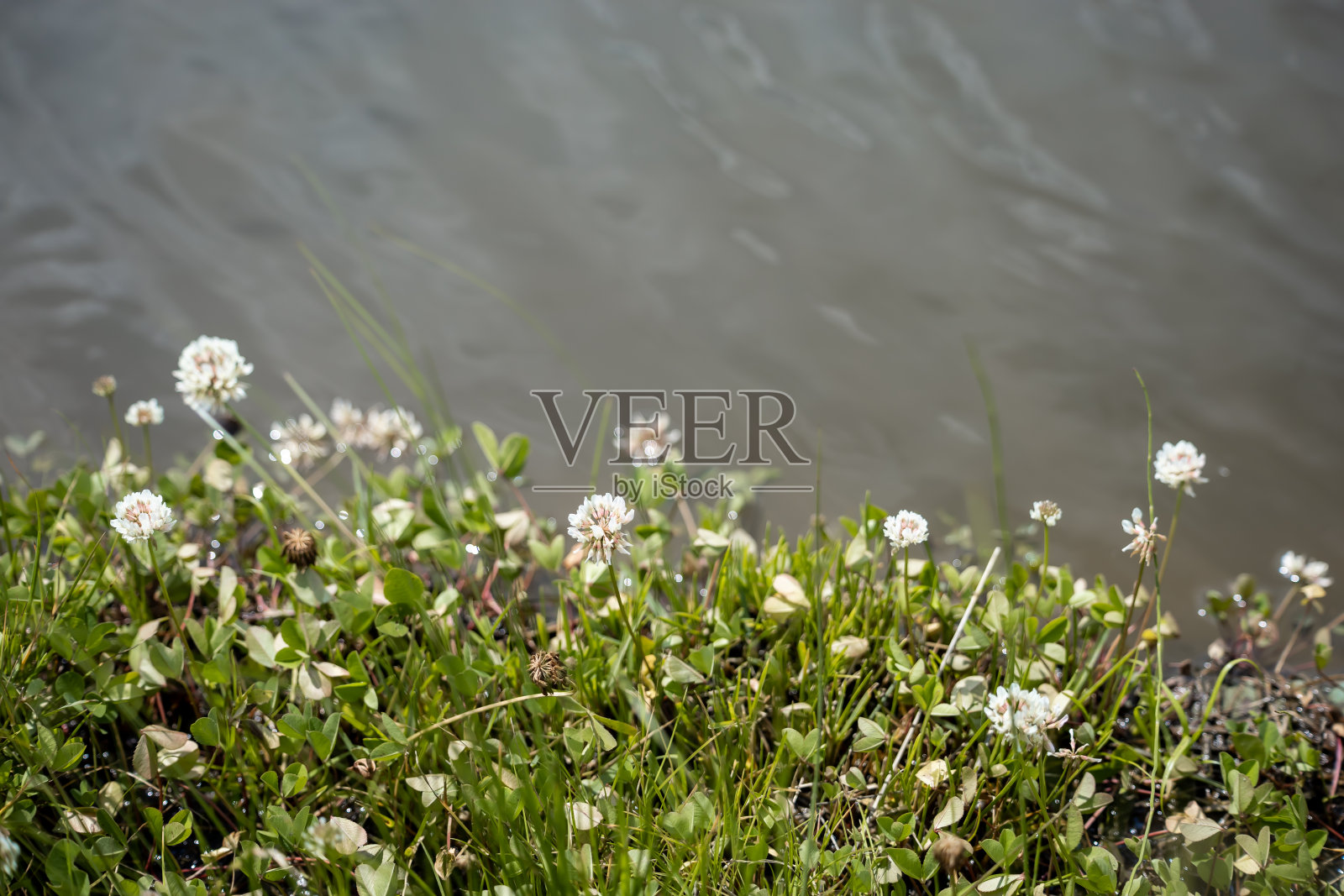 三叶草照片摄影图片