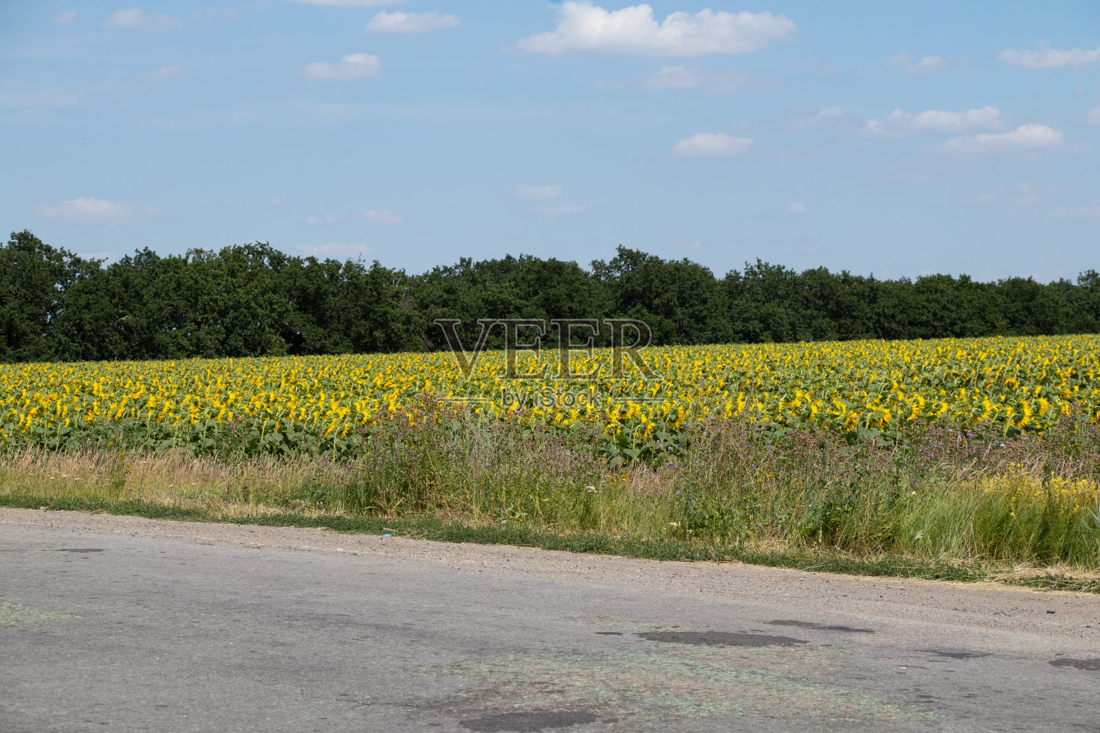 在乌克兰一个阳光明媚的日子里，以天空和道路为背景的向日葵田照片摄影图片