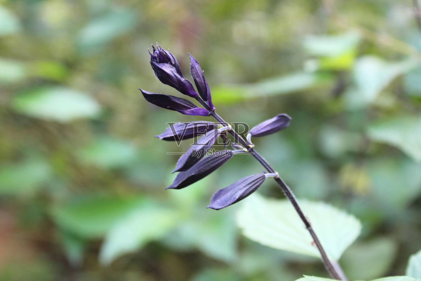 阿拉巴马州伯明翰的植物园照片摄影图片