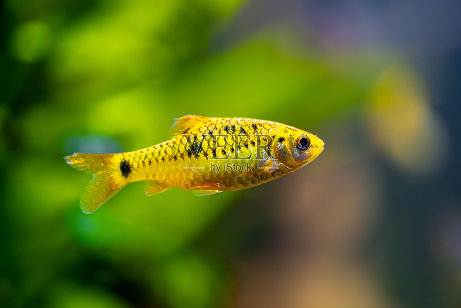 背景模糊的鱼缸里游动的中国倒钩鱼(Puntius semifasciolatus)照片摄影图片