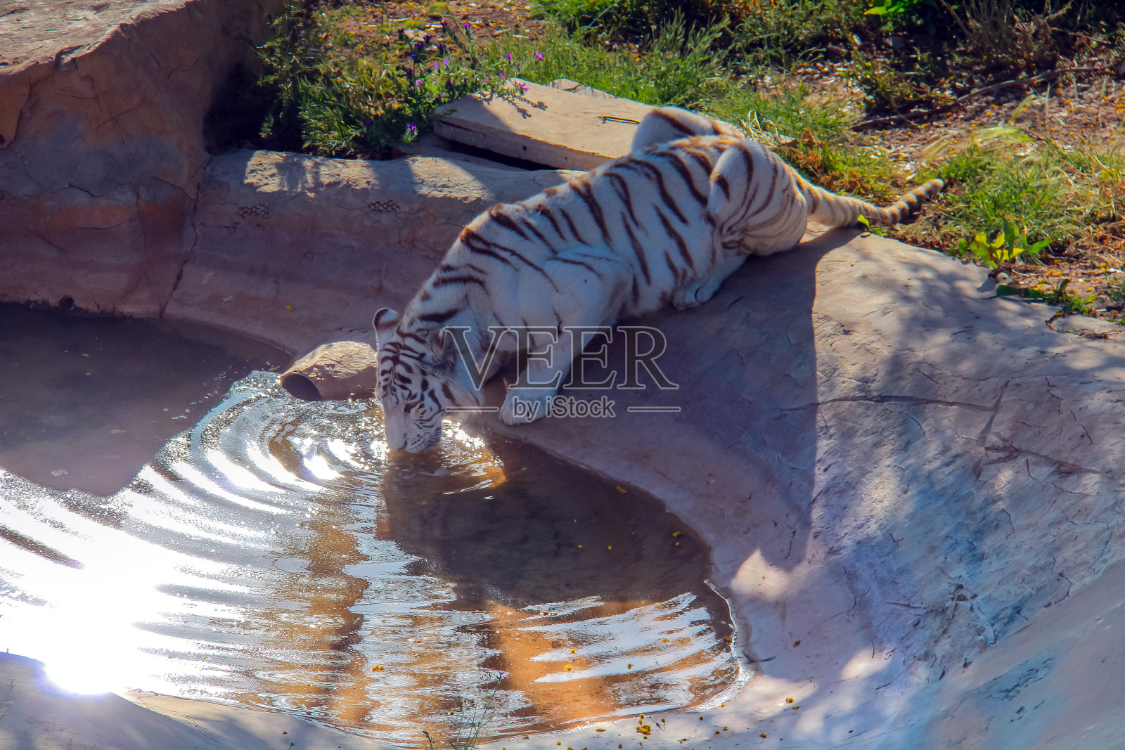 孟加拉虎，雄伟的美丽在野外照片摄影图片