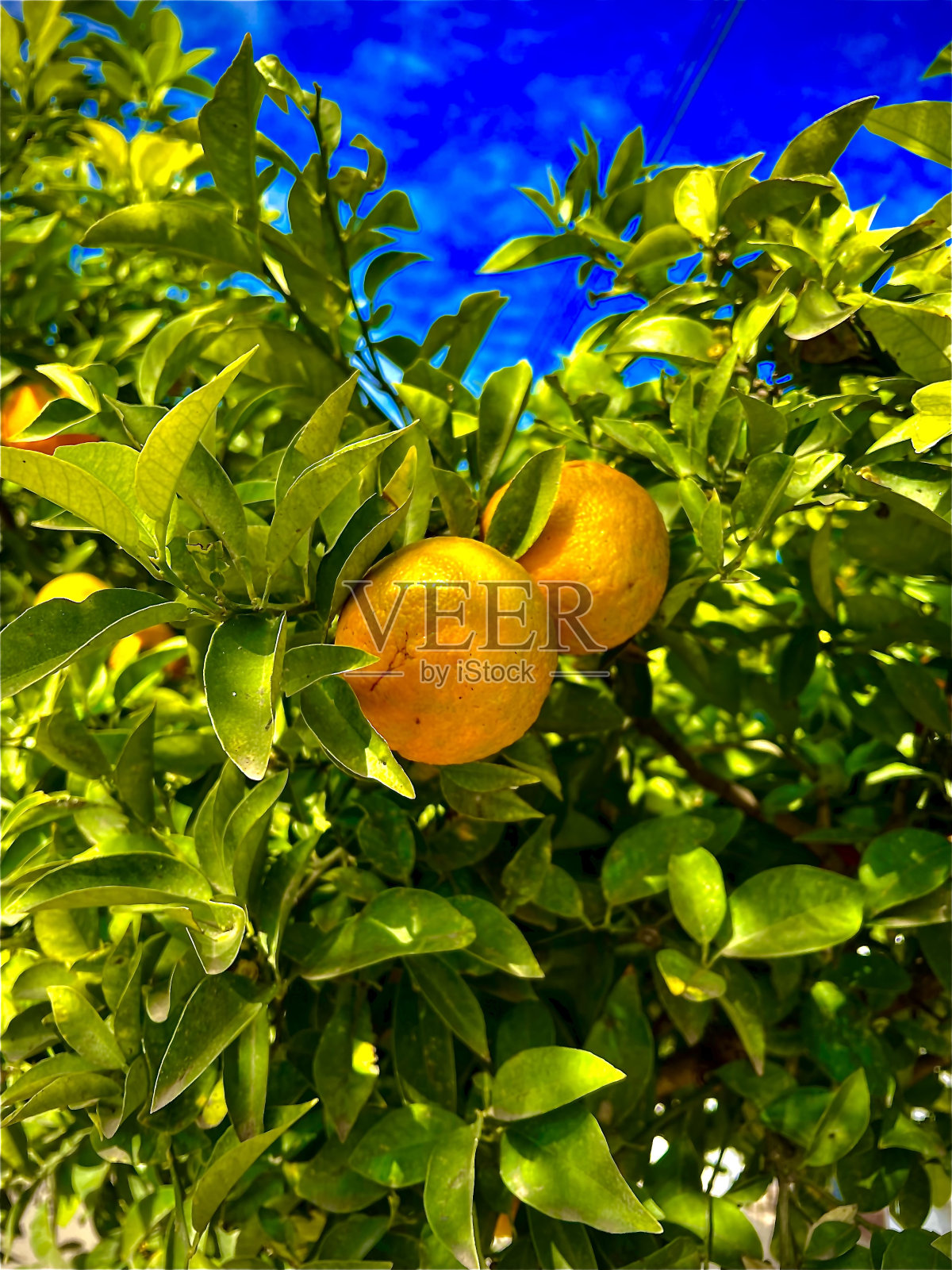 橘子树照片摄影图片