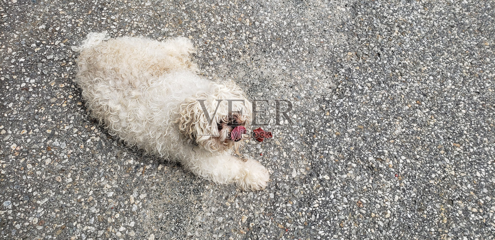 狗在路上照片摄影图片