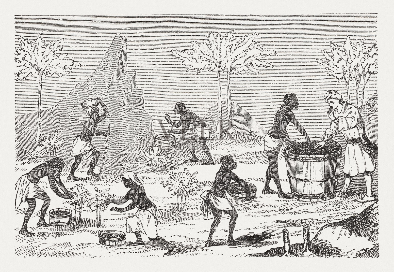 胡椒收获(中世纪微型)，木刻，1888年出版插画图片素材