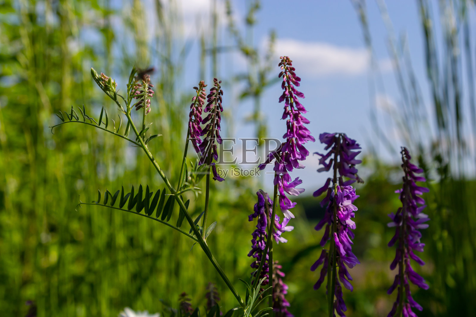 紫薇、紫薇是珍贵的蜂蜜植物、饲料和药用植物。脆弱的紫色花朵背景。春花紫菀或草叶紫菀在春天的花园里开花照片摄影图片