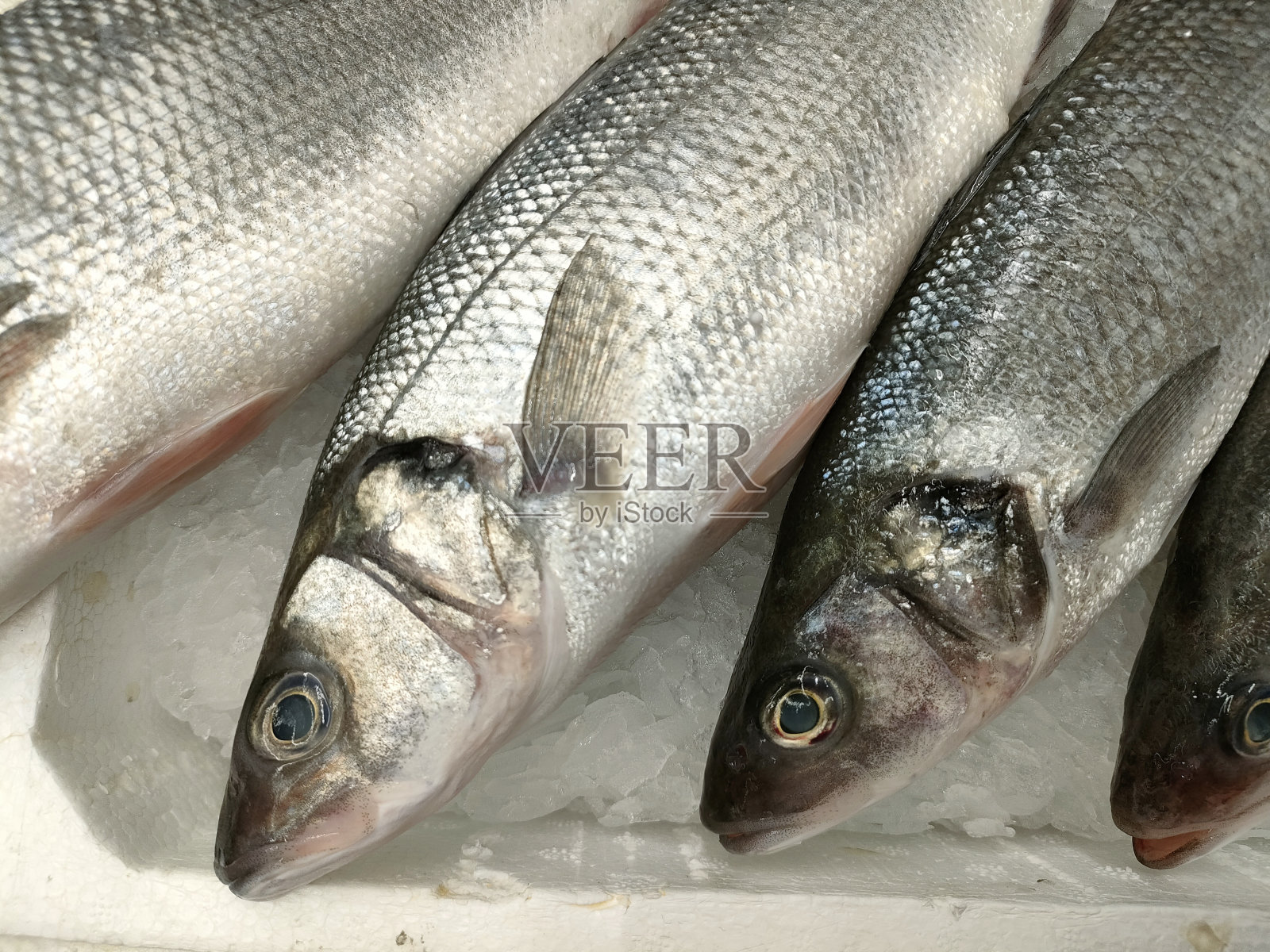 成堆的新鲜生鱼照片摄影图片