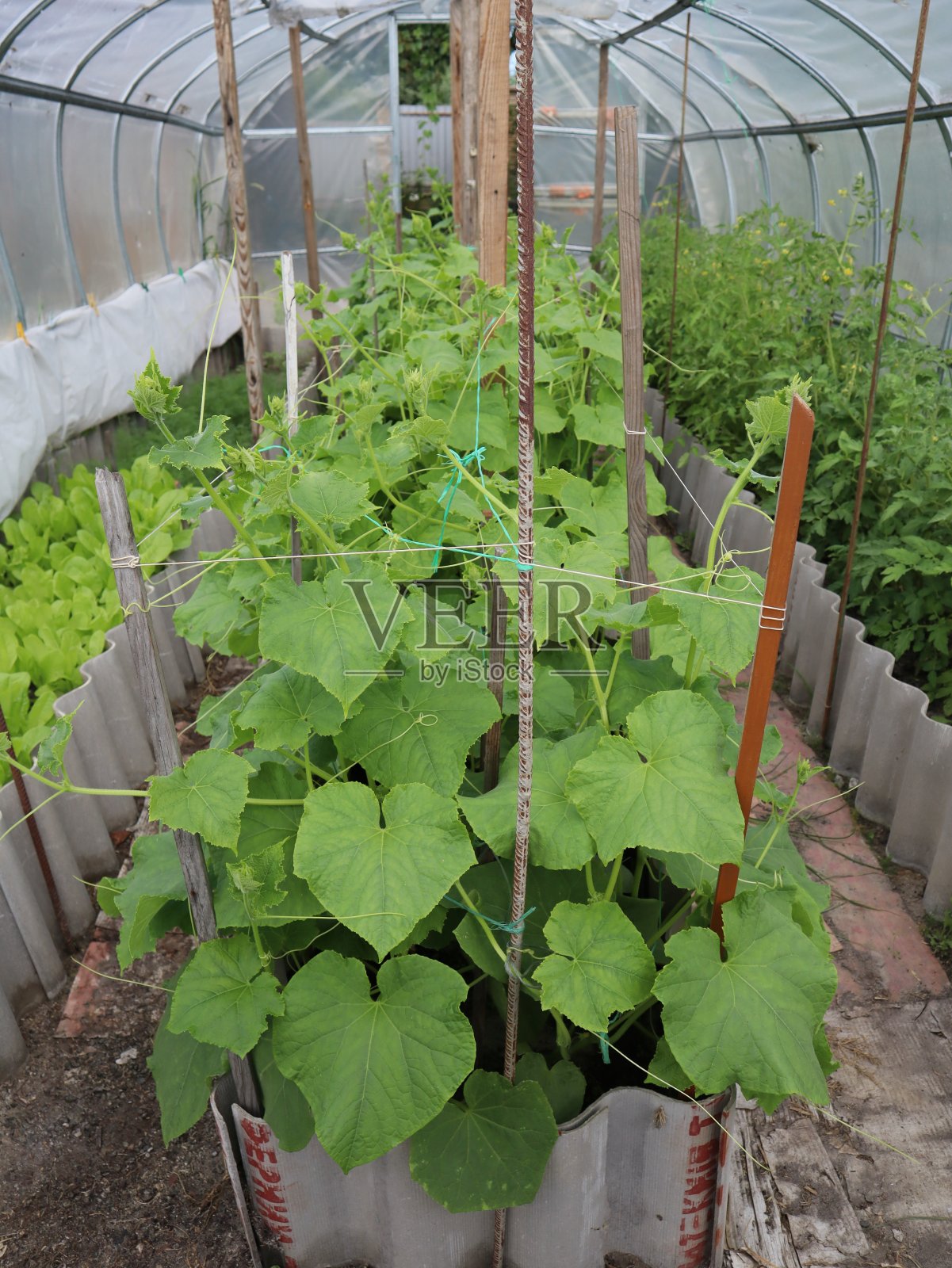 Сucumbers生长在温室里。照片摄影图片