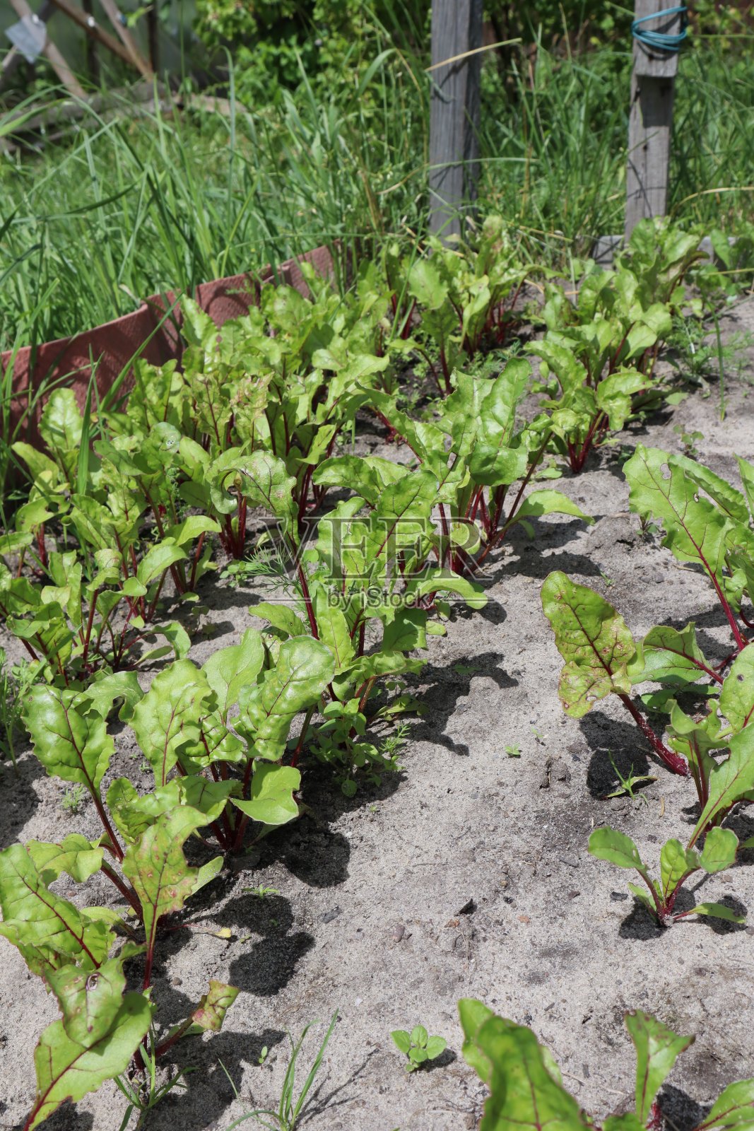 甜菜根红在花园里生长。照片摄影图片