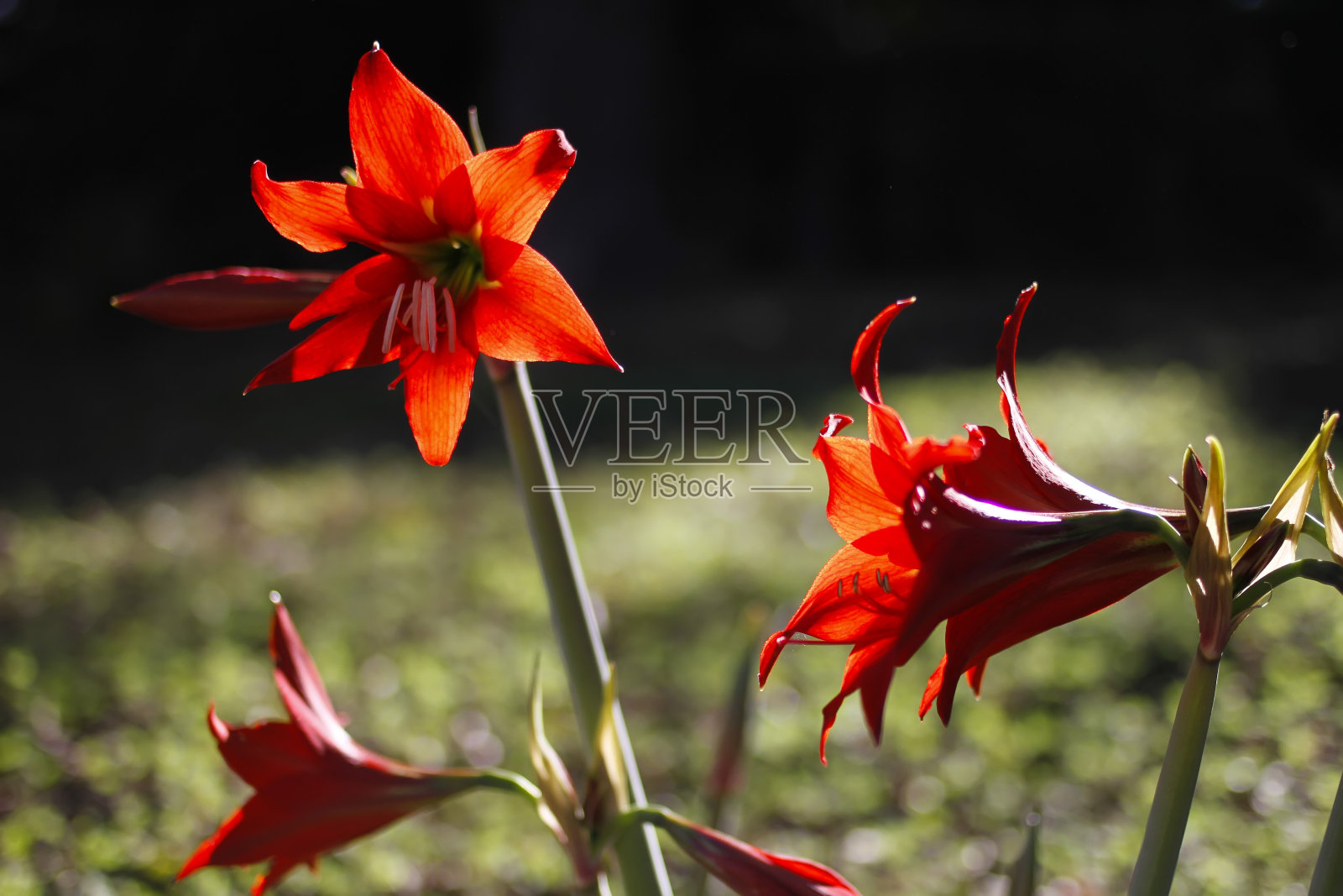 朱顶花的花蕾。红色的花瓣。园林植物照片摄影图片