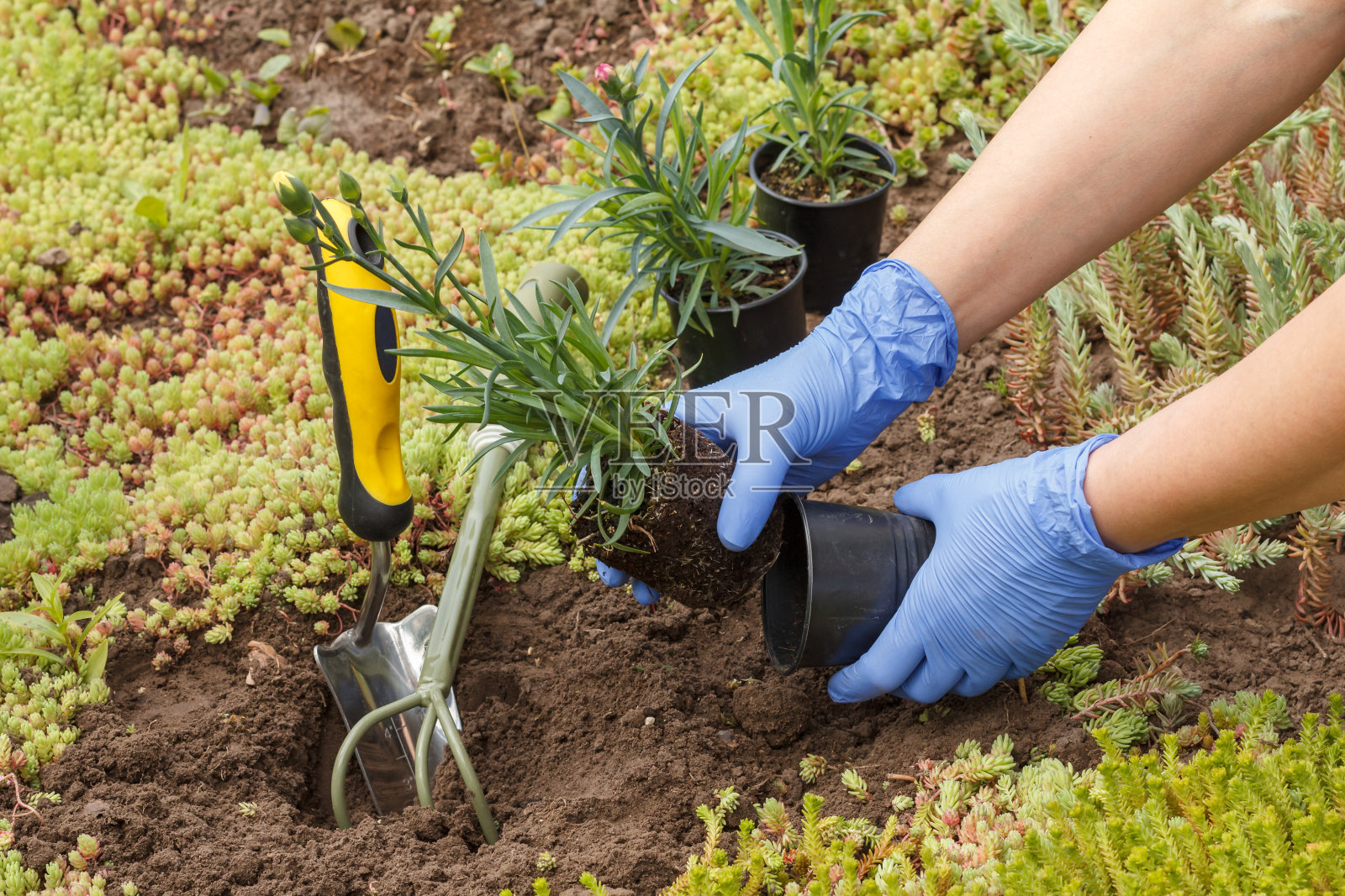 园丁正在花坛的地上种丁香。照片摄影图片