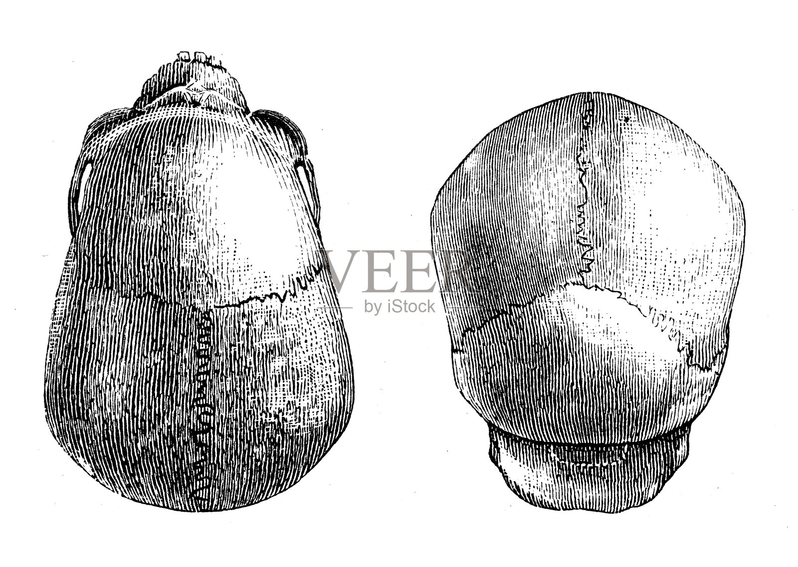 古董插图、民族志和土著文化:霍霍霍头骨插画图片素材