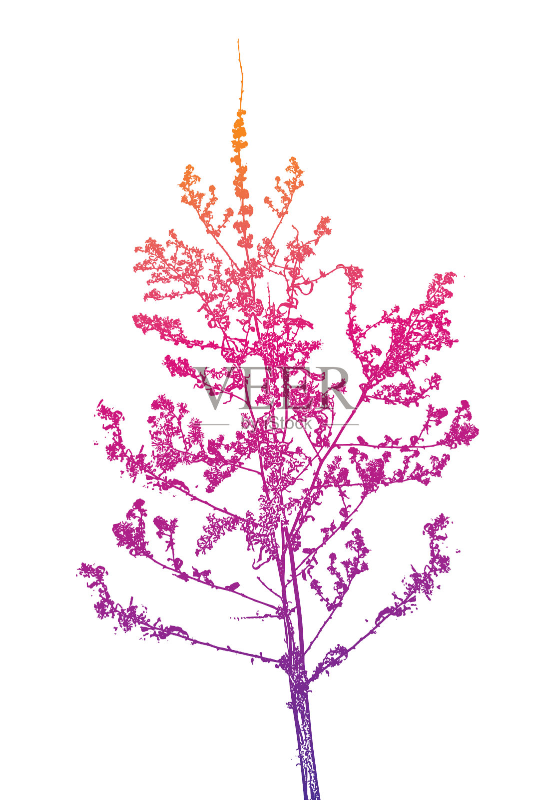 干枯野花的特写插画图片素材