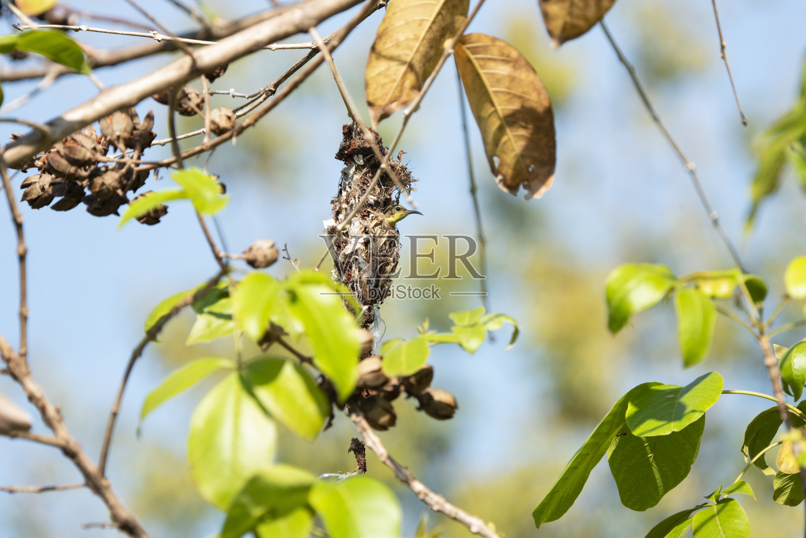 橄榄背太阳鸟照片摄影图片