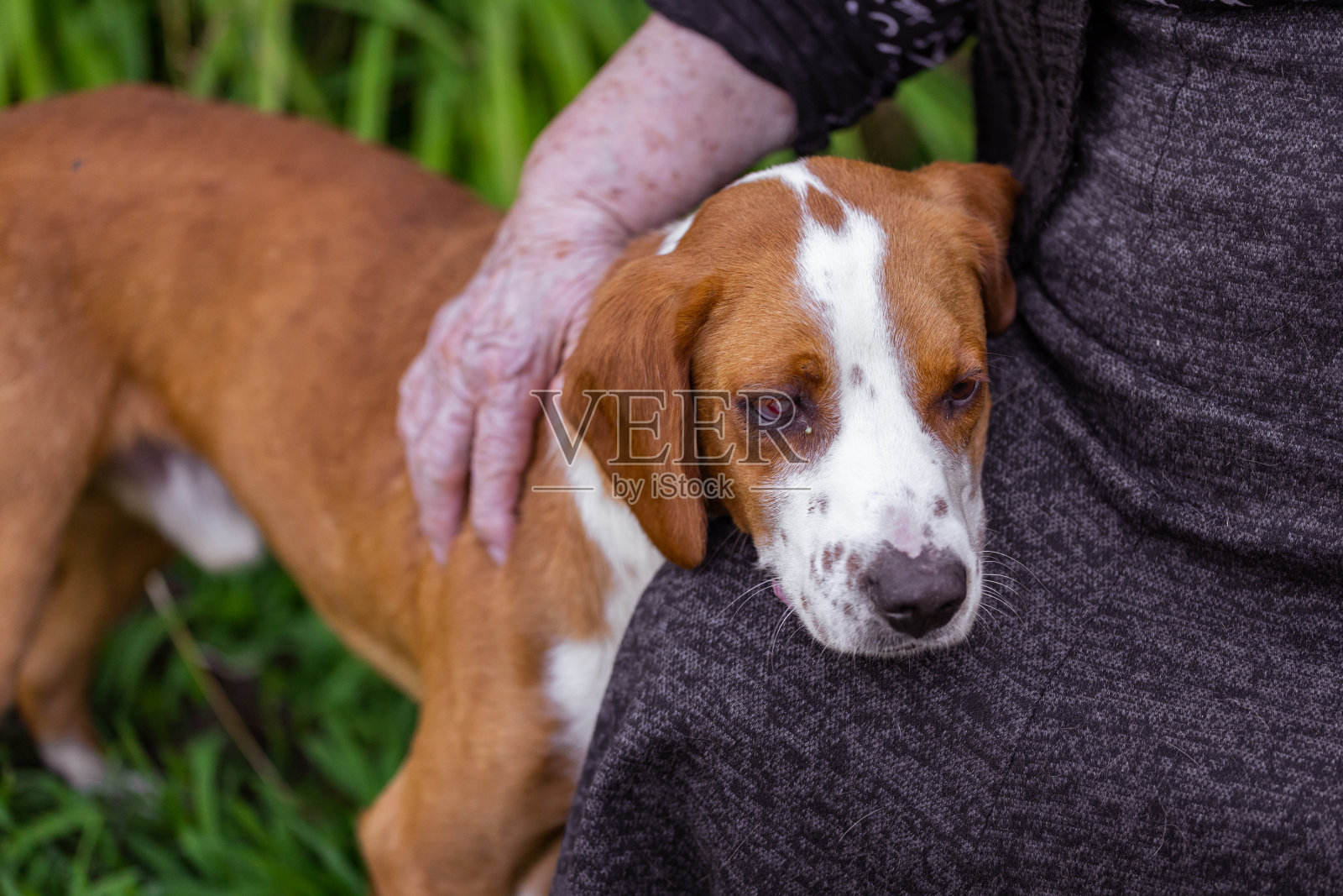 单眼犬陪伴我的退休生活照片摄影图片
