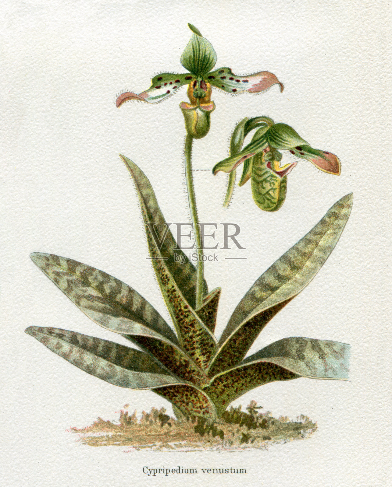 杓兰女士的拖鞋兰花插图1897插画图片素材