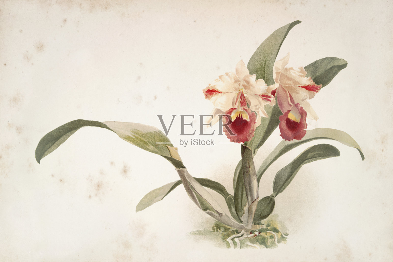 兰花花雕水彩画《唇莲》插画图片素材