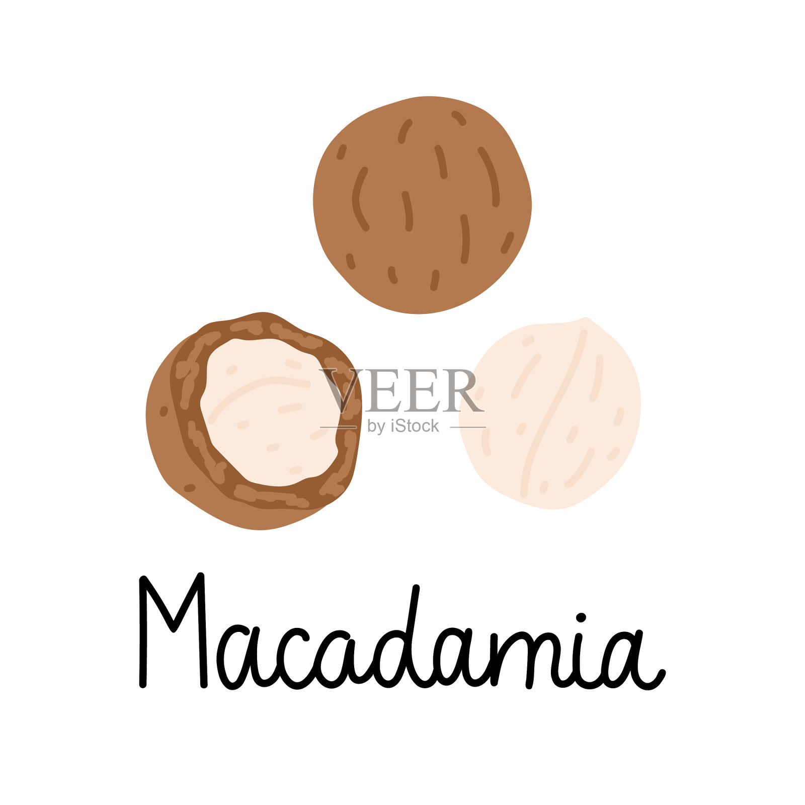 坚果插画图片素材