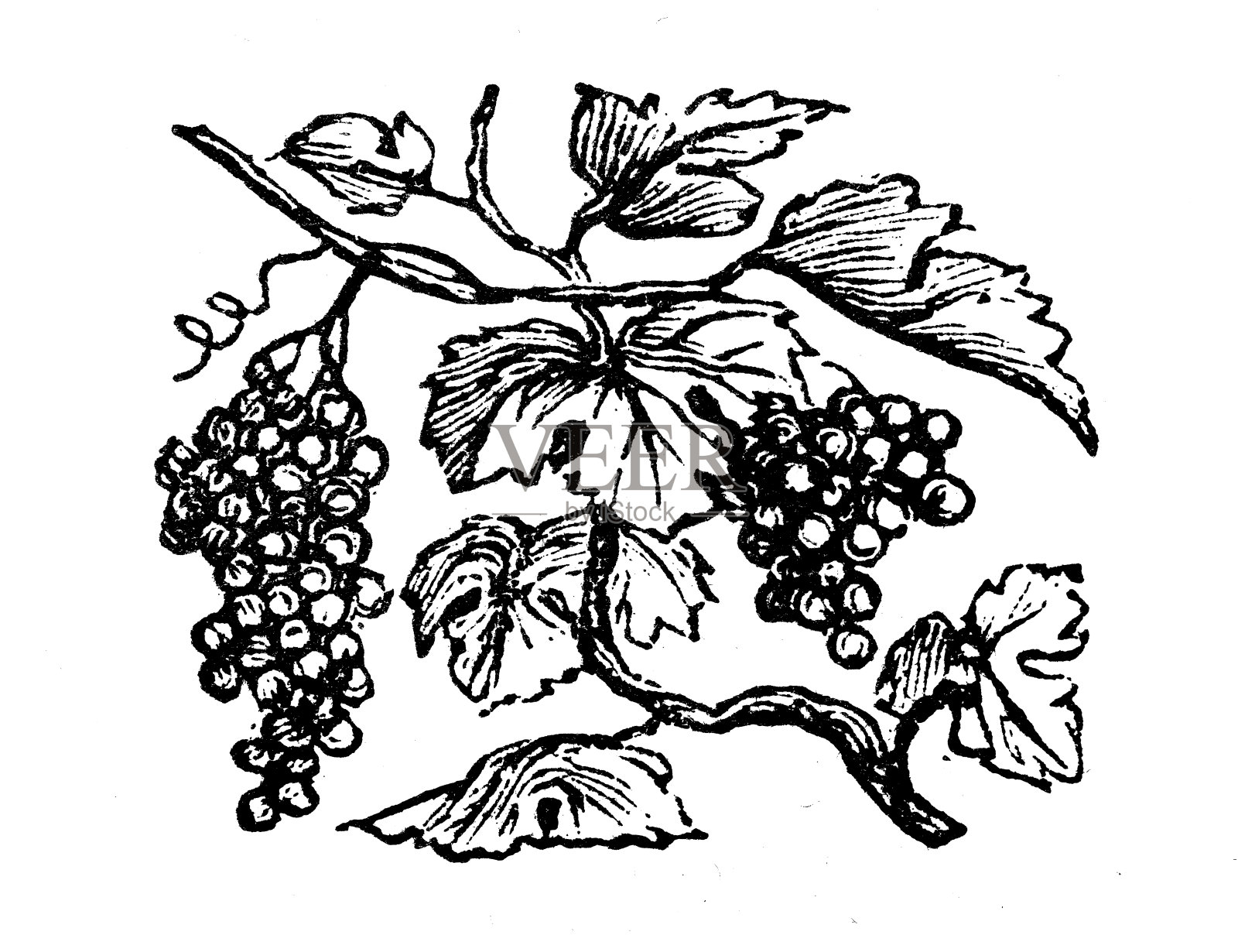 古董版画插图:葡萄设计元素图片