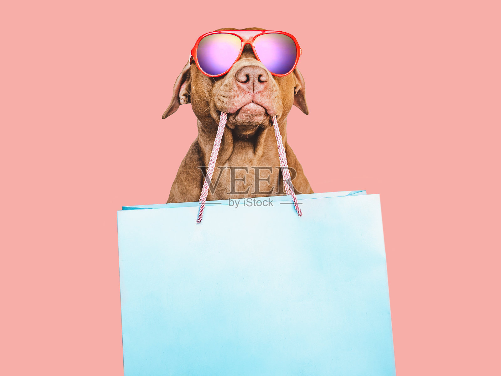 可爱的，漂亮的棕色小狗和购物袋照片摄影图片