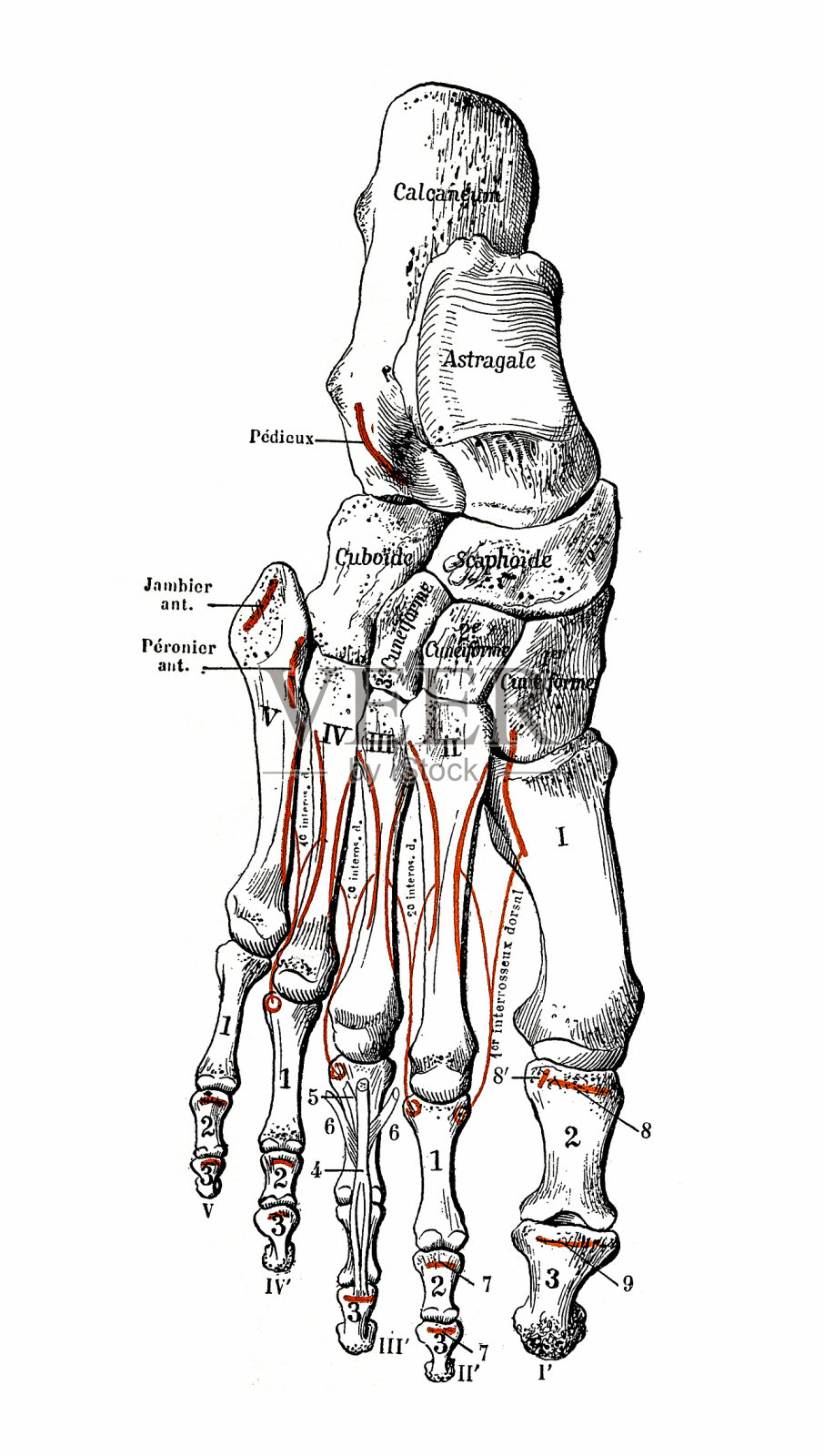 脚骨插画图片素材