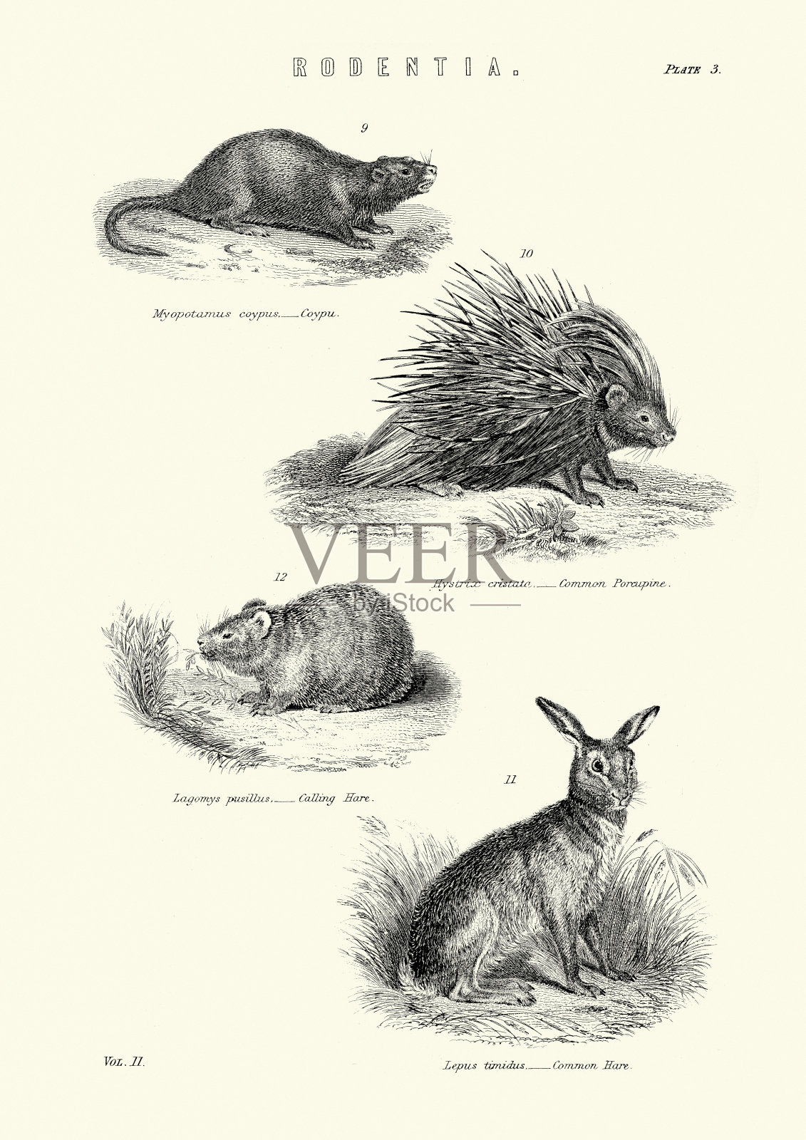 野生动物，河狸鼠，豪猪，呼叫野兔，普通野兔设计元素图片