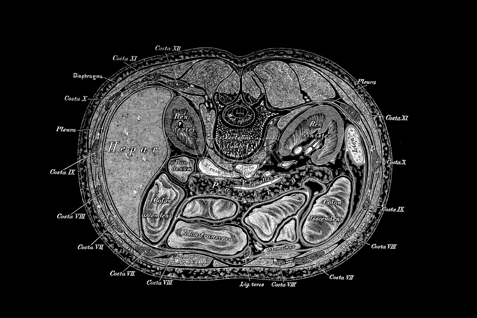 横切通过腹部，与第一腰椎水平插画图片素材
