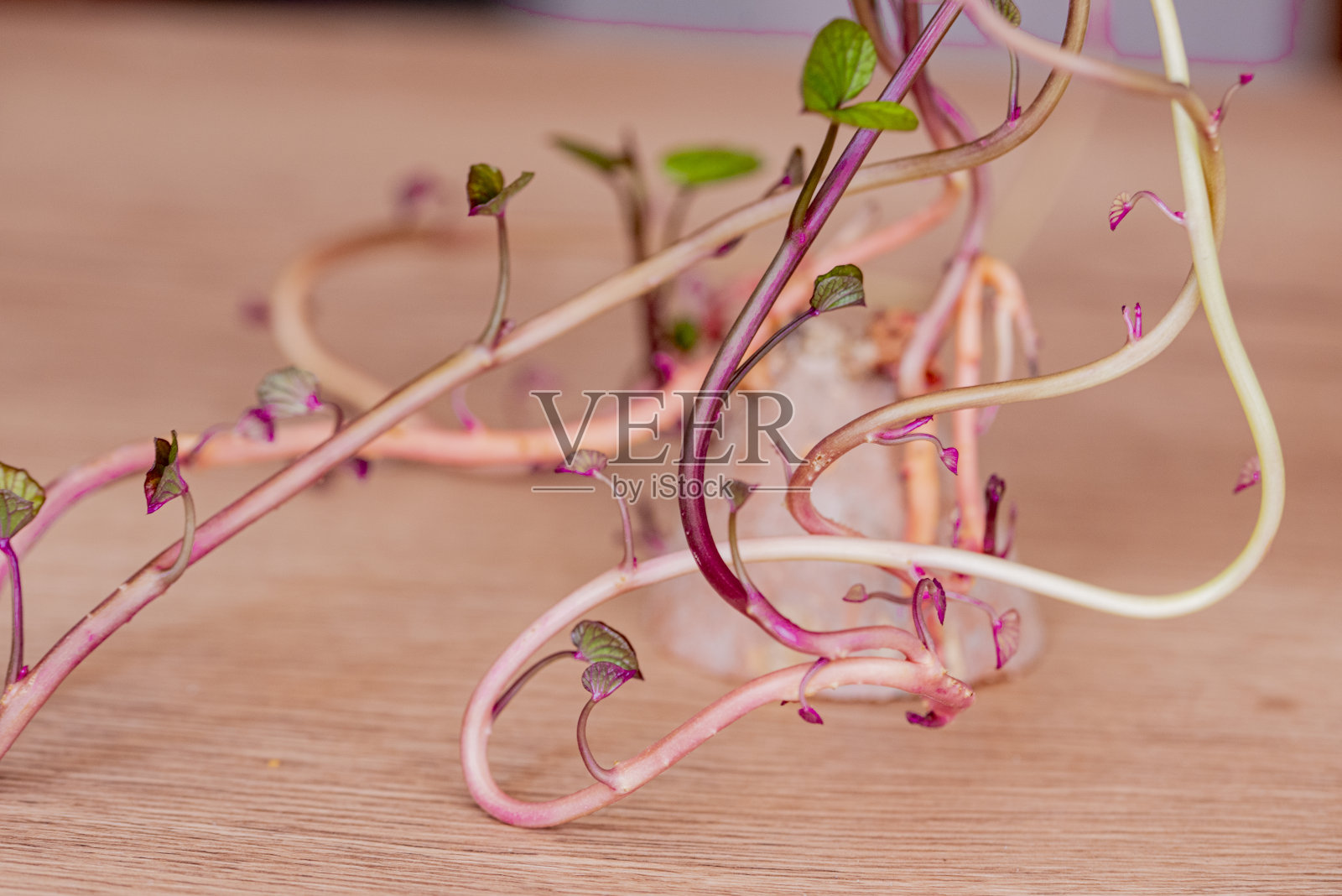 粉红色背景上的心形叶子。浅景深。照片摄影图片