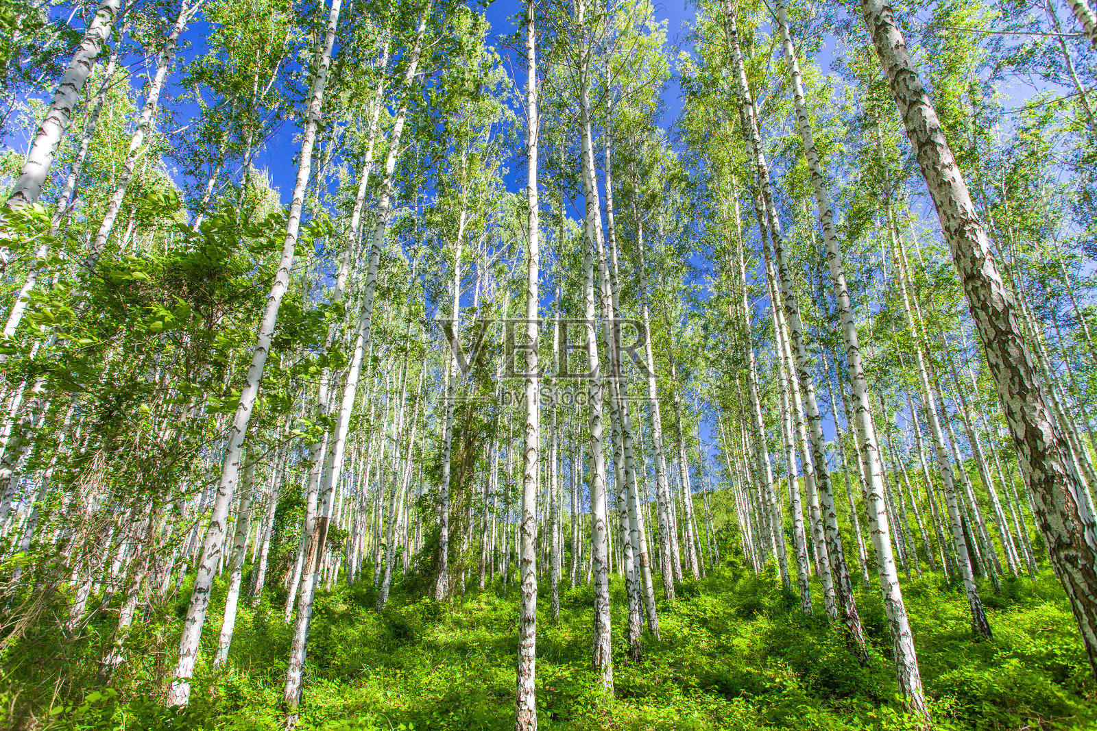 白桦树与白色的树干生长在树林在晴朗的日子照片摄影图片