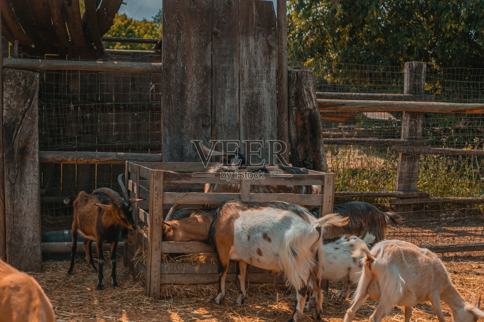 意大利的农场。农村生活。Voghera,伦巴第。意大利的牛仔乐园游乐园。照片摄影图片