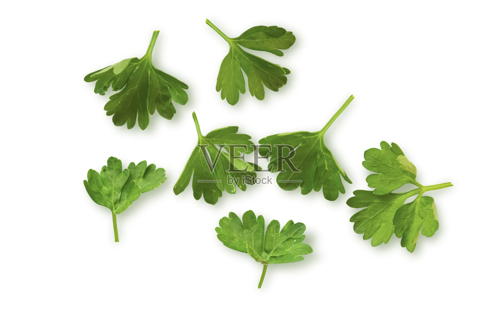 新鲜欧芹叶。照片摄影图片