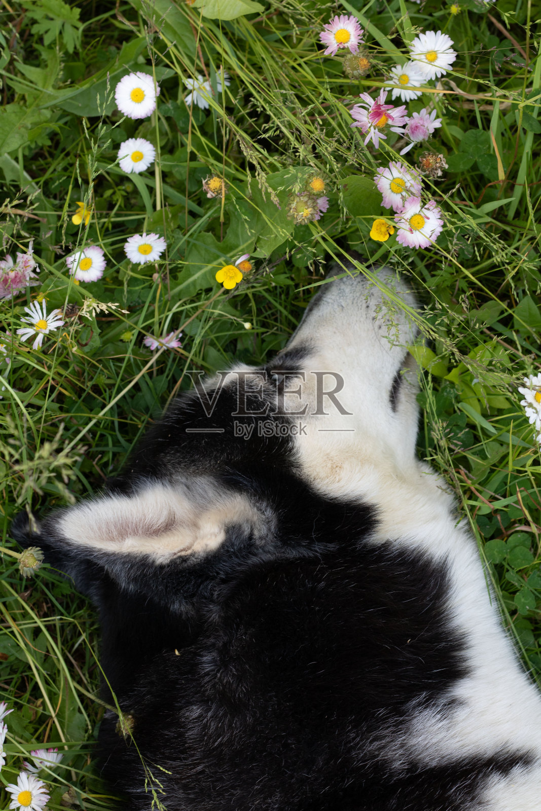 哈士奇狗躺在草地上闻着雏菊照片摄影图片