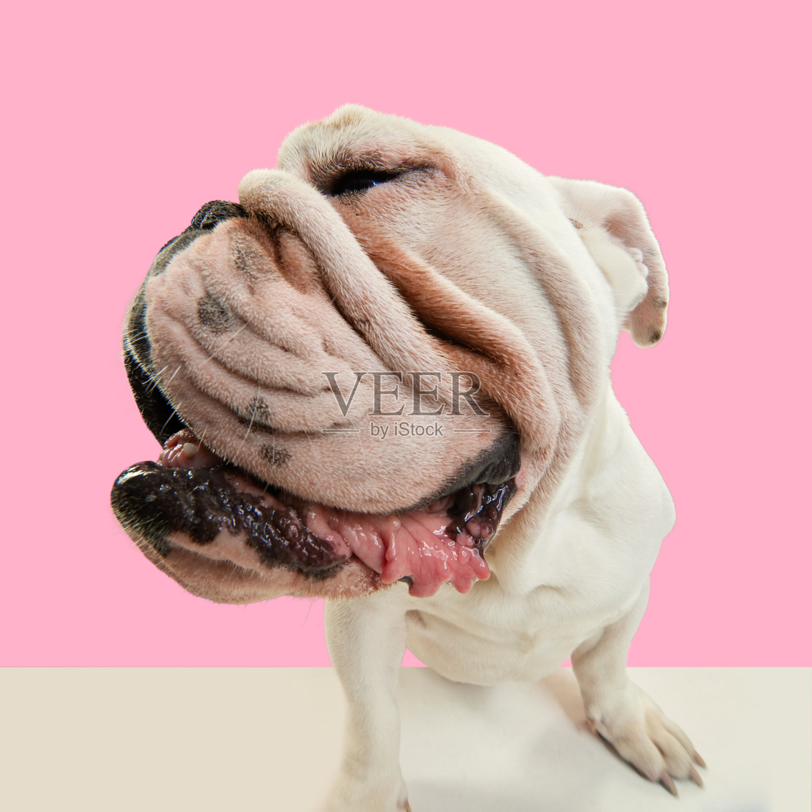 特写，纯种狗滑稽的口鼻，英法斗牛犬站在粉红色的工作室背景照片摄影图片