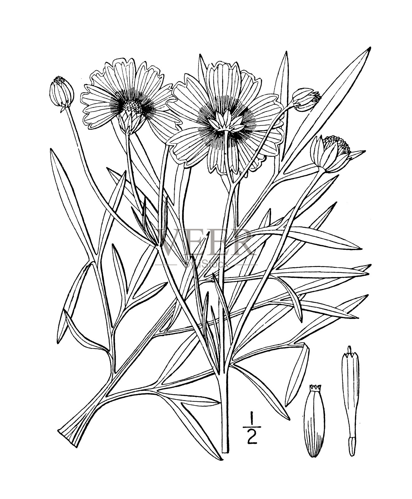 古植物学植物插图:金莲，花园种子插画图片素材