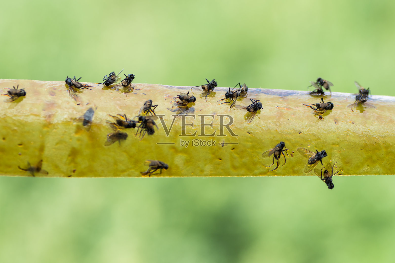 黄色的苍蝇纸粘在绿色模糊的背景上。照片摄影图片