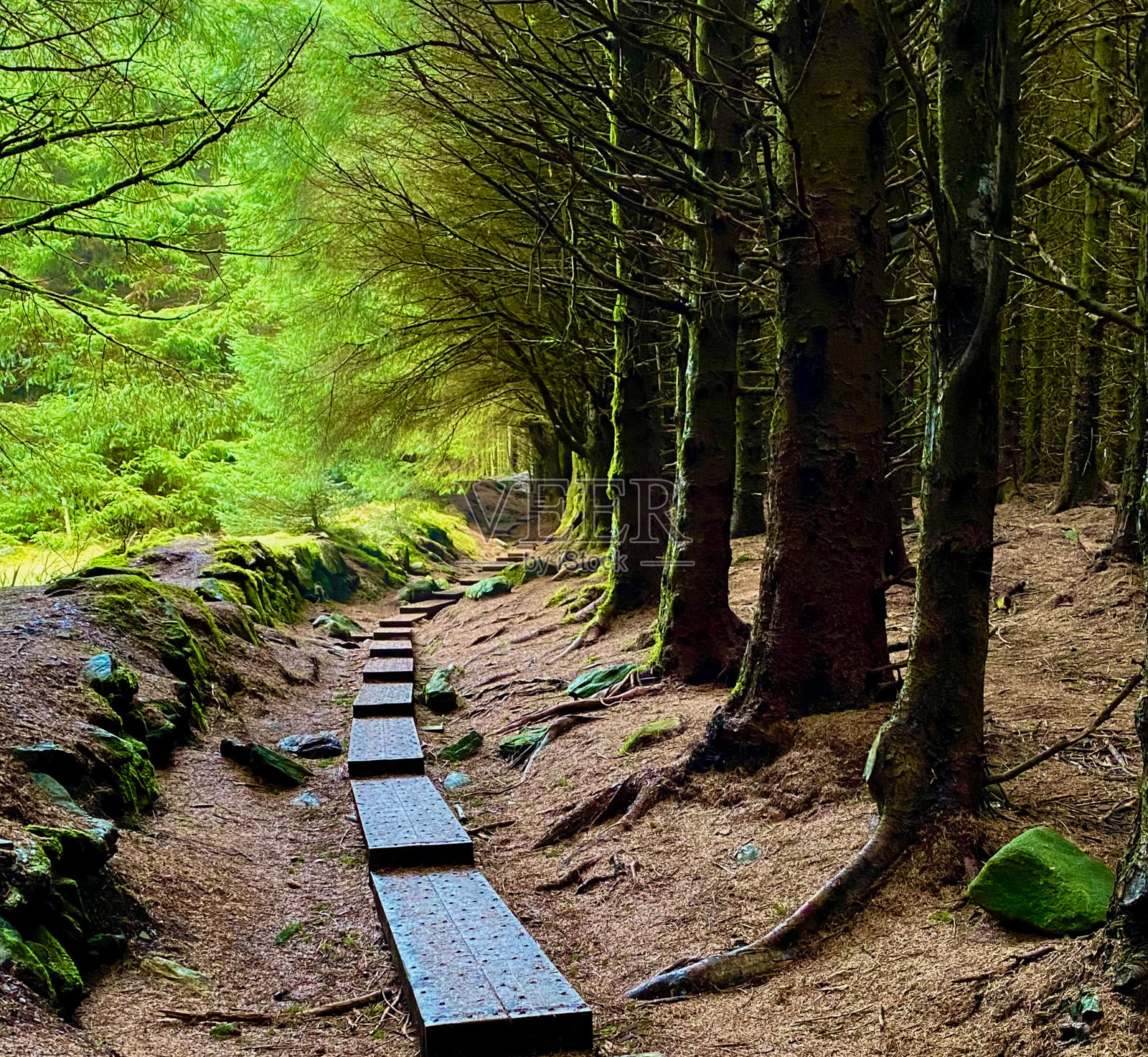 威克洛森林山脉的木板路照片摄影图片