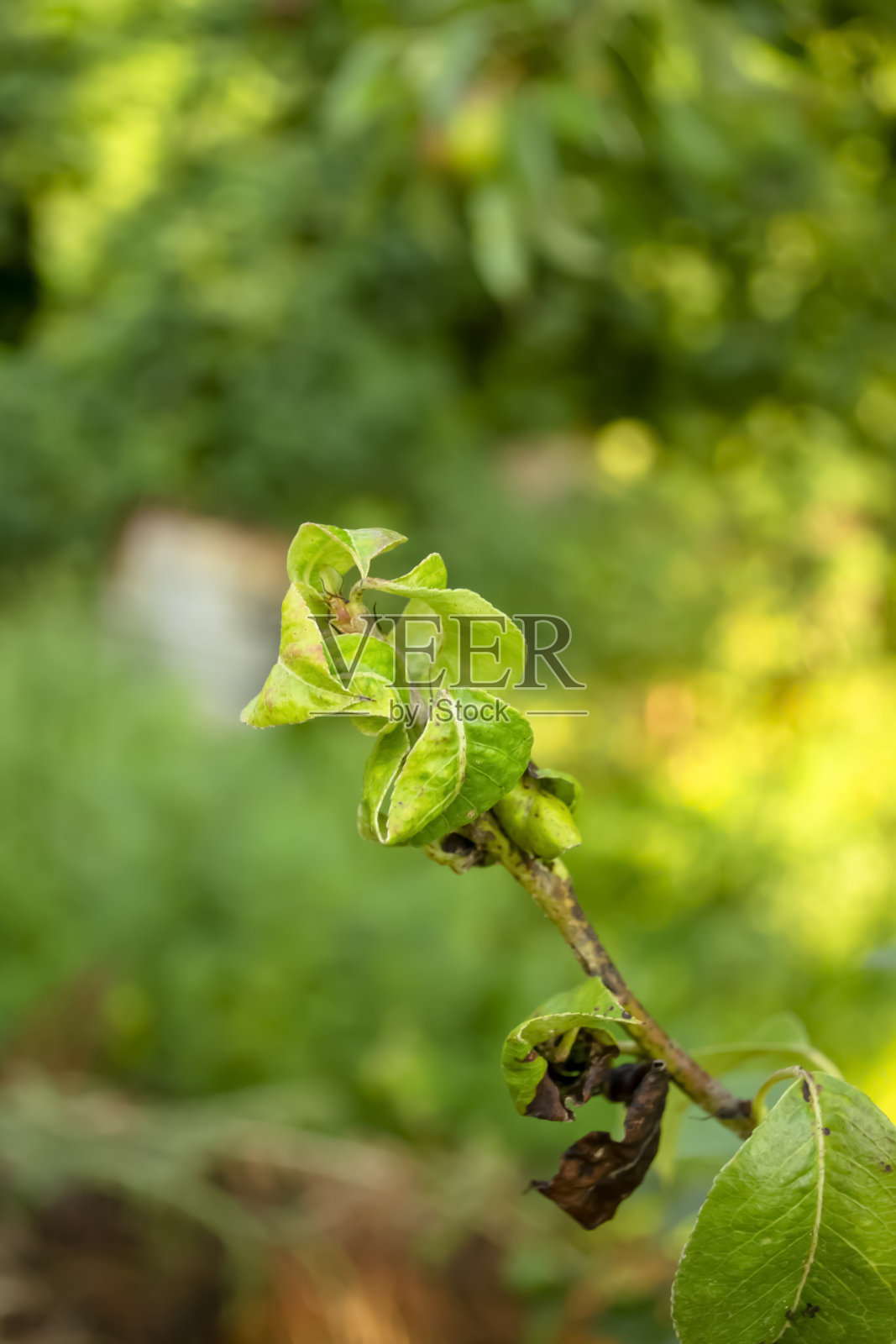 梨子上的蚜虫。园林害虫——梨子加工。花园里的一棵病树。蚜虫使梨子上的叶子旋转。梨树上的害虫。照片摄影图片