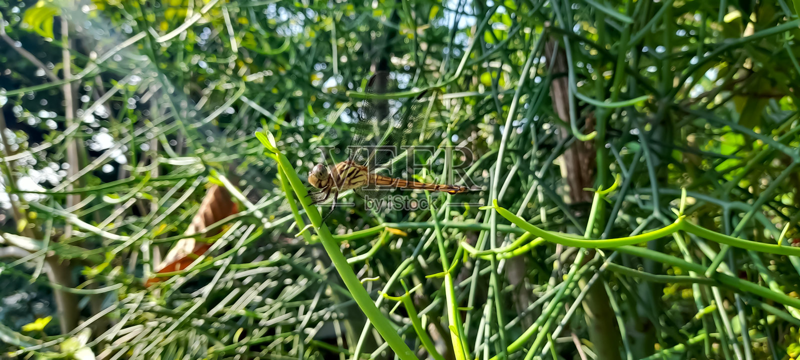 Potamarcha同类照片摄影图片