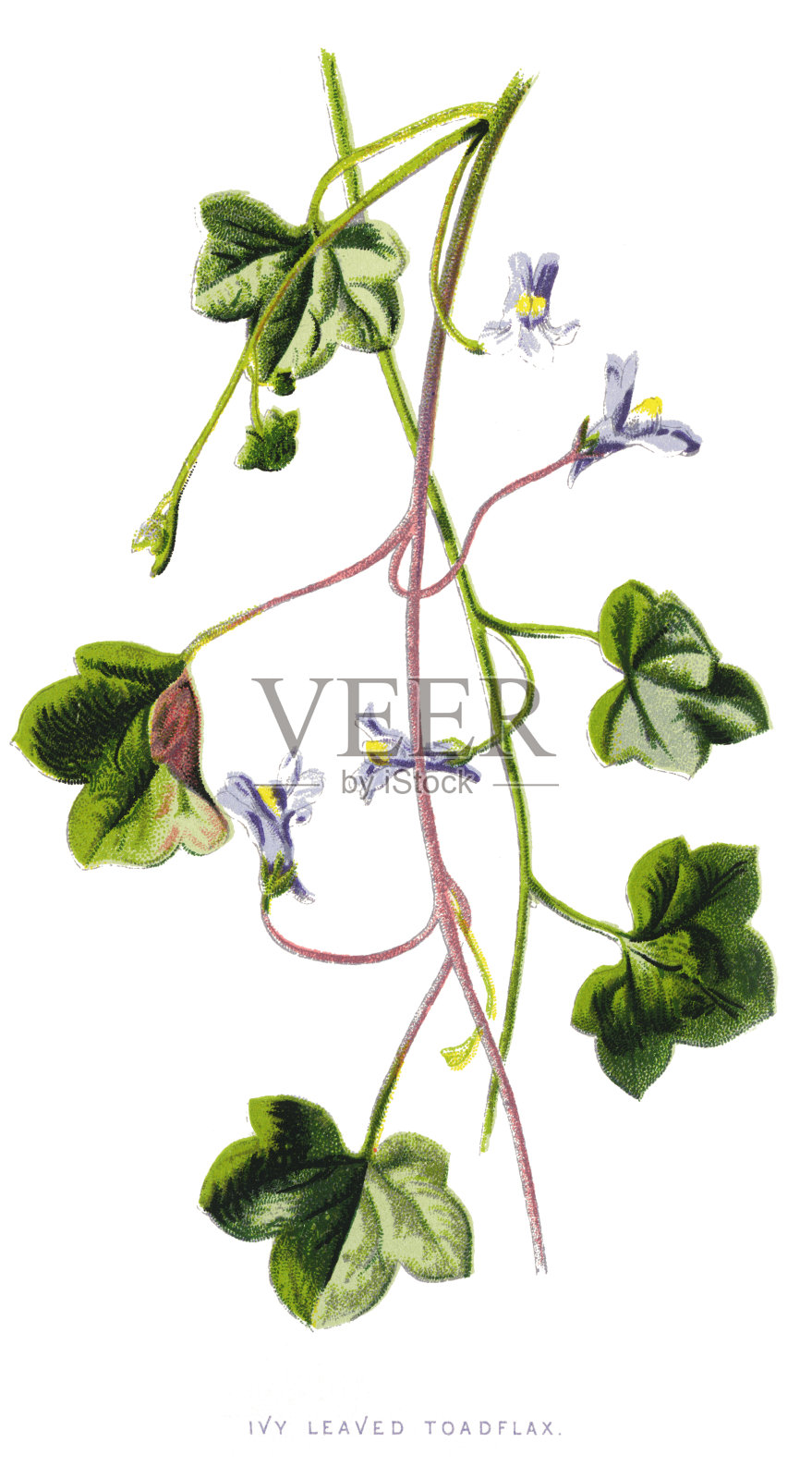 常青藤叶子的蟾宫，凯尼尔沃思常春藤，竞技场常春藤，牛津常春藤设计元素图片