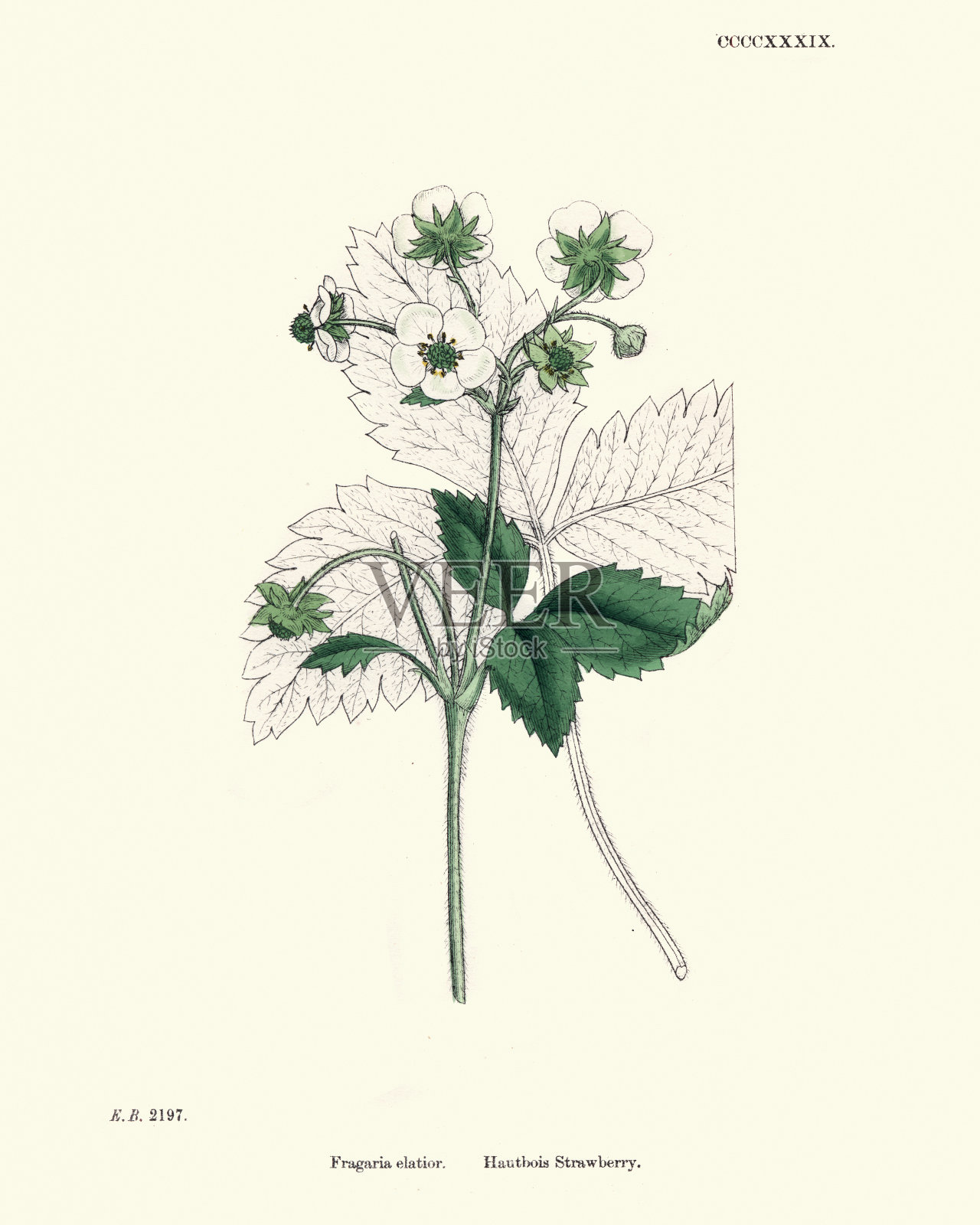 植物学，凹纹，麝香，草莓或草莓双簧管插画图片素材