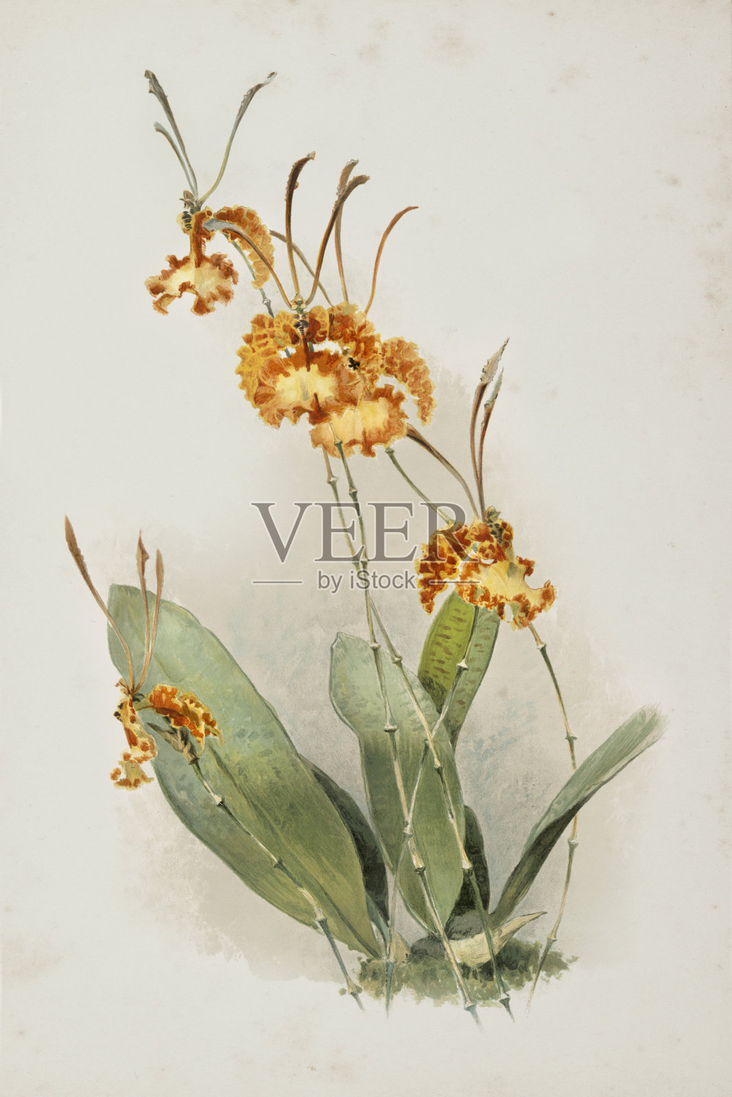 兰花雕刻水彩画文柄花插画图片素材