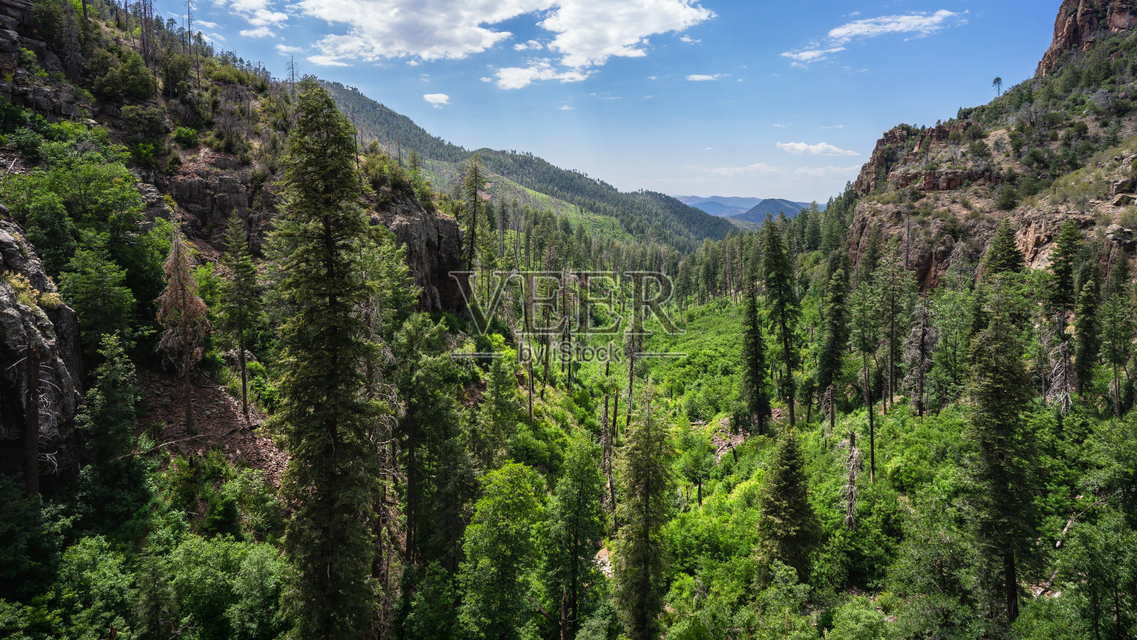 位于安查山脉荒野附近的沃克曼溪地区郁郁葱葱的森林景色照片摄影图片