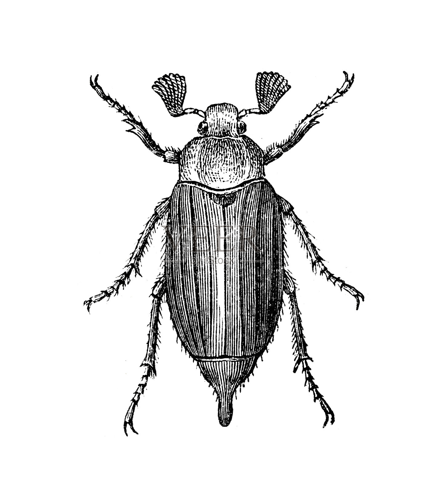 金龟子,6月甲虫设计元素图片