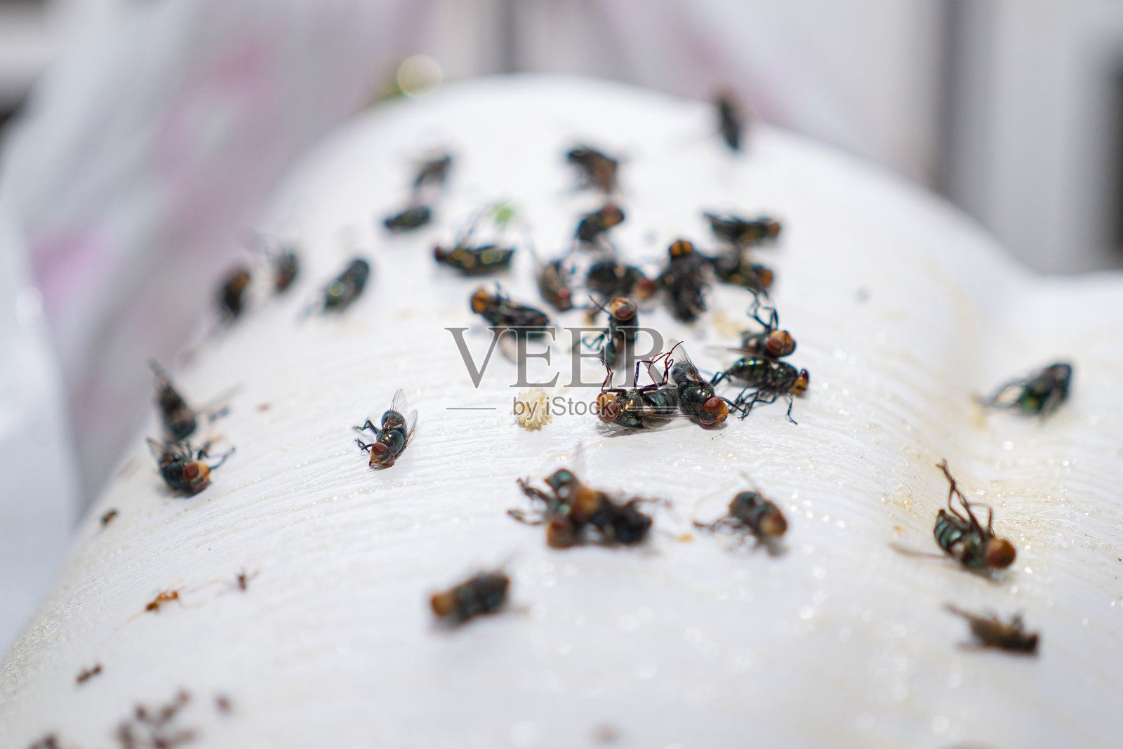 苍蝇粘在捕蝇胶和捕蝇纸上照片摄影图片