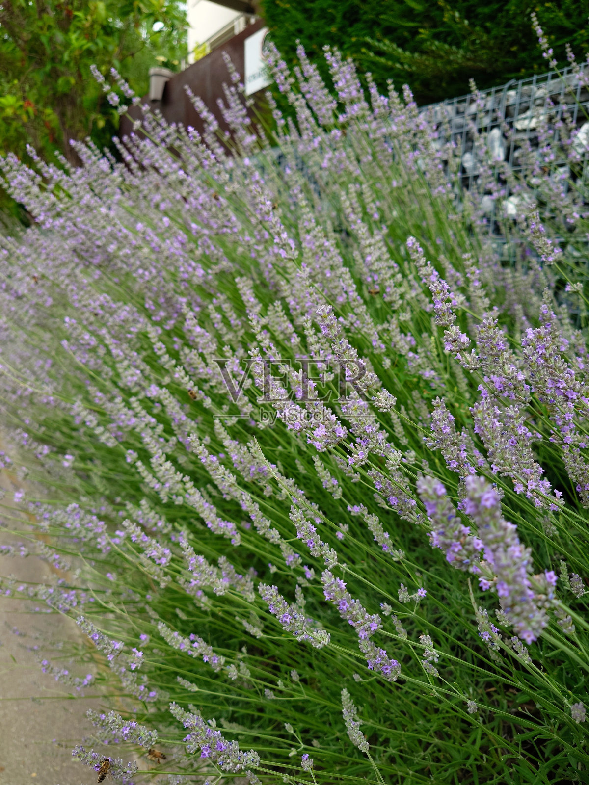 花园里盛开的薰衣草丛。特写镜头，选择性聚焦，没有人照片摄影图片