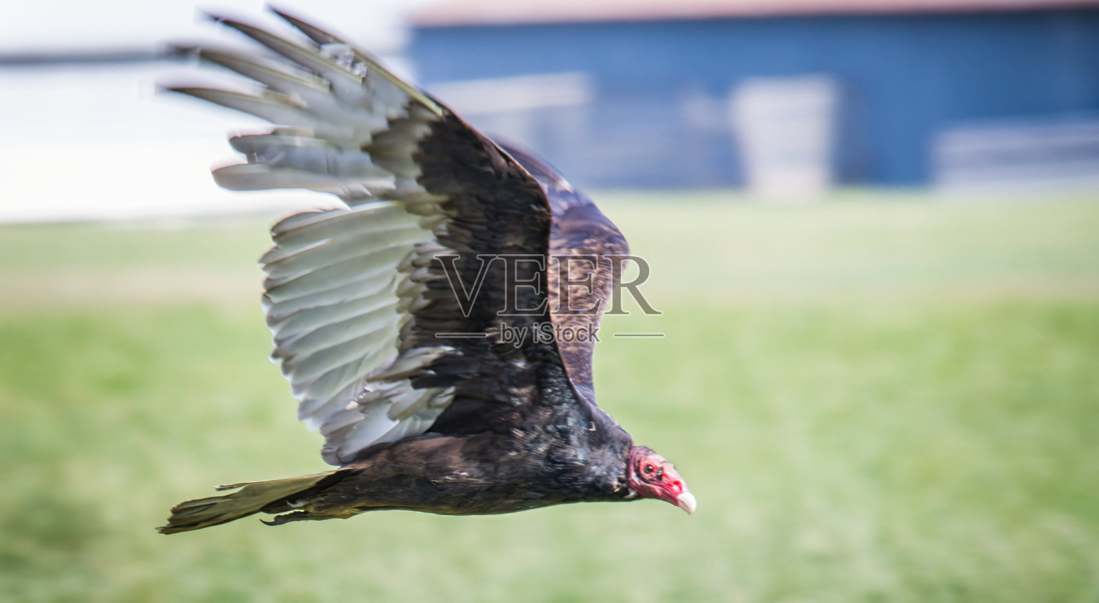 土耳其秃鹰照片摄影图片