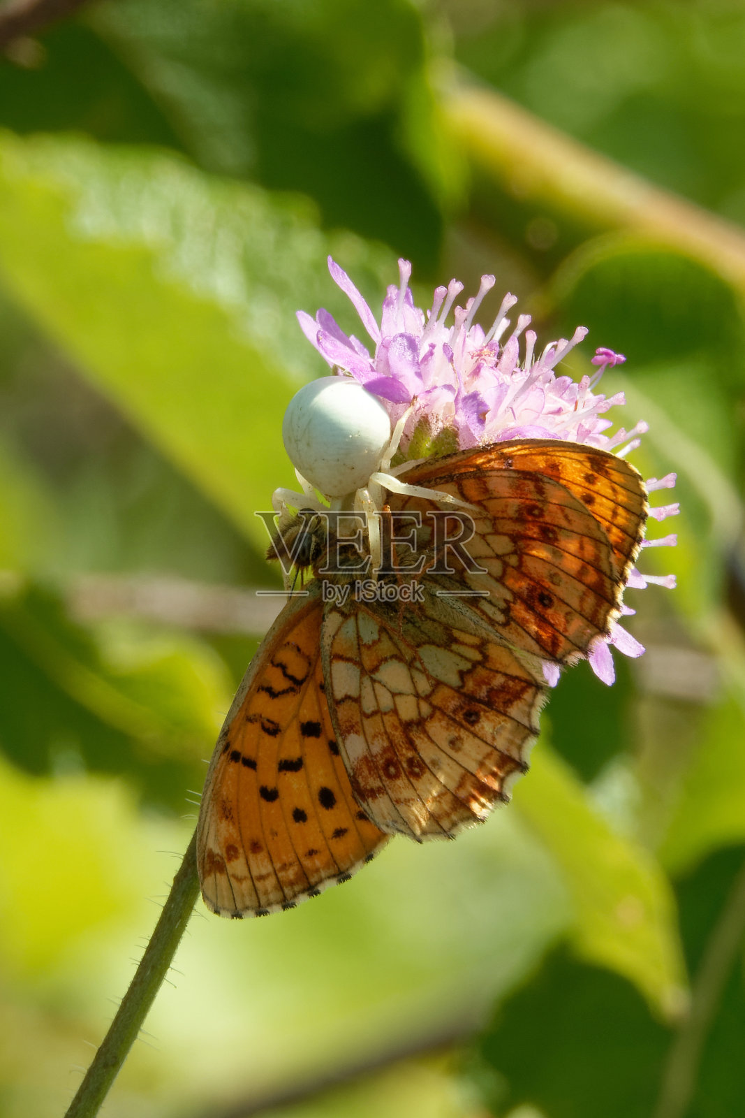 田野花上的美女与野兽。照片摄影图片