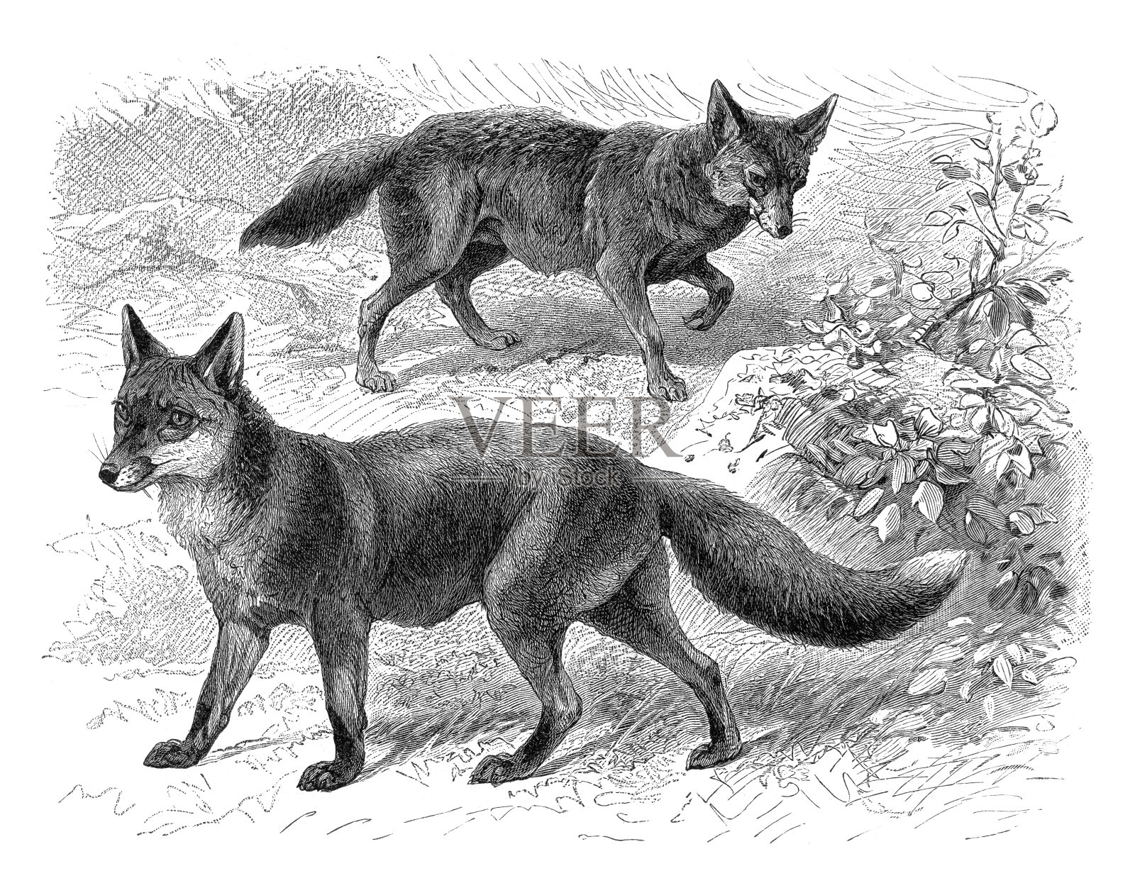 狐狸和金豺插图1897设计元素图片