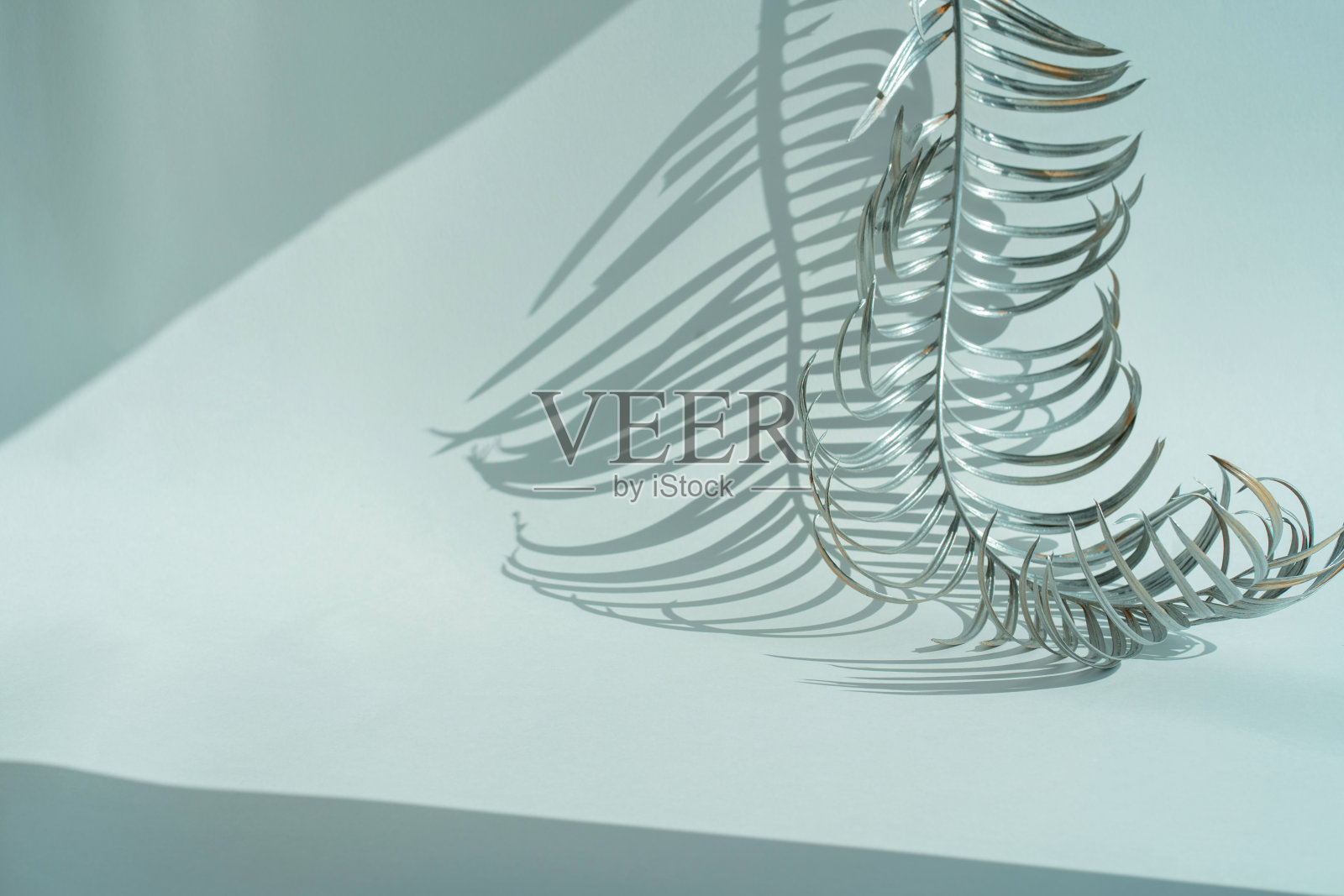 热带树叶阴影空白背景组成的产品介绍。背景是绿色的。工作室最小的展示。照片摄影图片