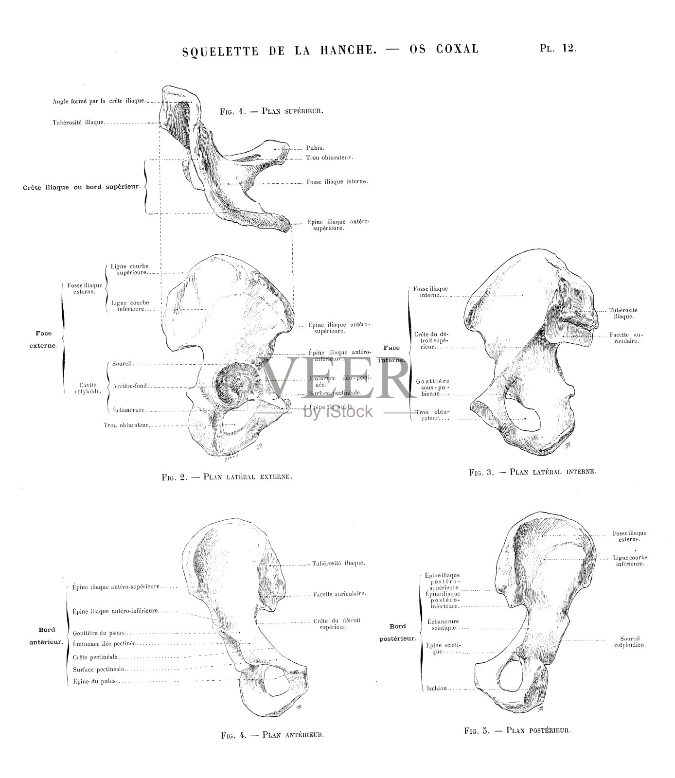 人体解剖学插图取自法国古董艺术书籍:髋骨插画图片素材
